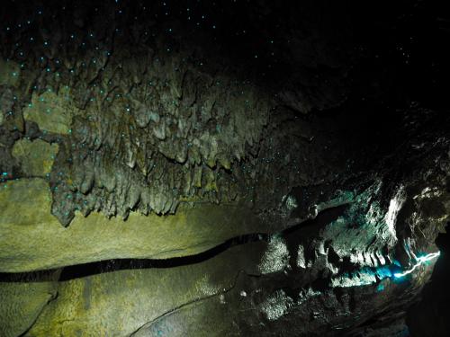 Glowworms at Waipu cave